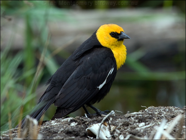 Yellow-headed Blackbird yellowhead_blackbird_67973.psd