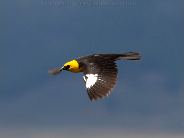 Yellow-headed Blackbird yellowhead_blackbird_67998.psd