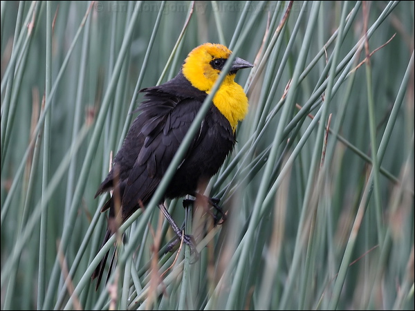 Yellow-headed Blackbird yellowhead_blackbird_68177.psd