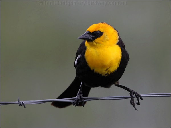 Yellow-headed Blackbird yellowhead_blackbird_68192.psd