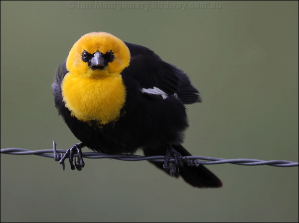 Yellow-headed Blackbird yellowhead_blackbird_68213.psd