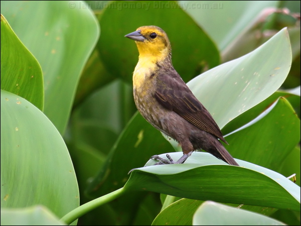 Yellow-hooded Blackbird yellowhood_blackbird_22814.psd