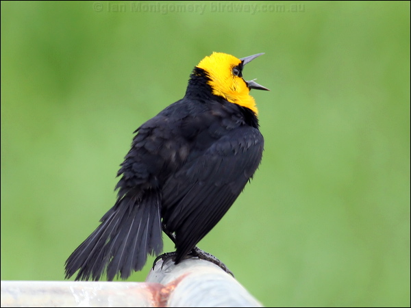 Yellow-hooded Blackbird yellowhood_blackbird_22855.psd