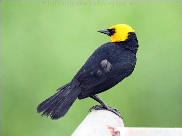 Yellow-hooded Blackbird yellowhood_blackbird_22860.psd