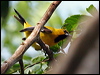 Click here to enter gallery and see photos/pictures/images of Yellow Oriole