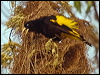 Click here to enter gallery and see photos/pictures/images of Yellow-rumped Cacique