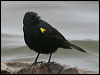 Click here to enter gallery and see photos/pictures/images of Yellow-winged Blackbird