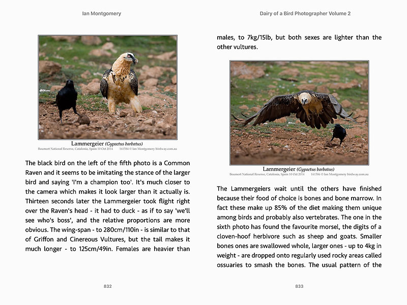 Screen shot from Diary of a Bird Photographer Volume 2: subject Lammergeier/Bearded Vulture