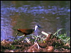 Click here to enter gallery and see photos of African Jacana