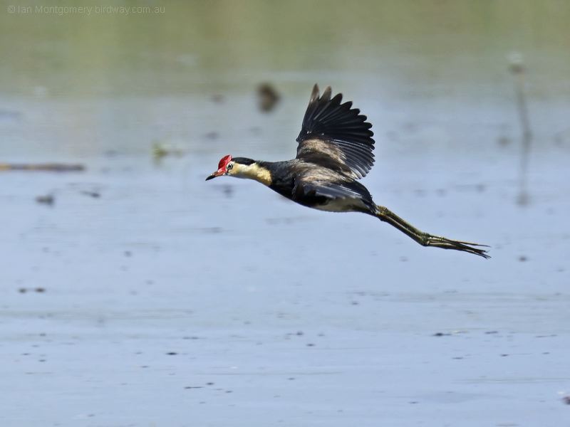 Comb-crested Jacana combcrestedjacana_305570.psd