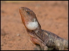 Click here to enter gallery and see photos/pictures/images of Frilled Lizard