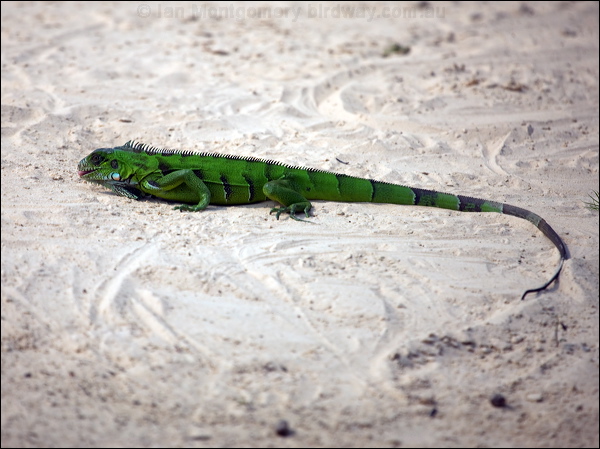 Green Iguana green_iguana_205307.psd