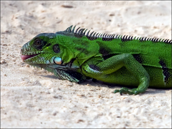 Green Iguana green_iguana_205307_2.psd