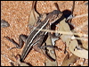 Click here to enter gallery and see photos/pictures/images of Mallee Dragon