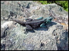 Click here to enter gallery and see photos/pictures/images of Southern Rock Agama