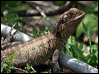 Click here to enter gallery and see photos/pictures/images of Water Dragon