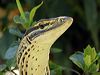 Click here to enter Yellow-spotted Monitor photo gallery