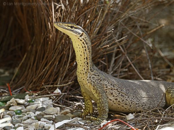 Yellow-spotted Monitor yellow_spot_monitor_306937.psd