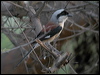 Click here to enter gallery of Bay-backed Shrike