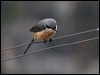 Click here to enter gallery of Grey-backed Shrike