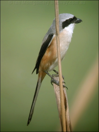 Long-tailed Shrike long_tailed_shrike_16845.psd