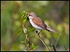 Click here to enter gallery and see photos/pictures/images of Red-backed Shrike