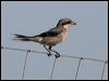 Click here to enter gallery of Great Grey Shrike