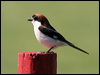 Click here to enter gallery and see photos of: Tiger, Red-backed, Brown, Bay-backed, Long-tailed, Grey-backed, Loggerhead, Great Grey/Northern and Woodchat Shrikes