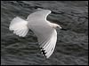 Click here to enter gallery and see photos of Black-billed Gull