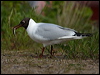 Click here to enter gallery and see photos of Black-headed Gull