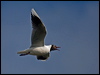 Click here to enter gallery and see photos of Brown-hooded Gull