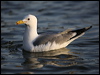 Click here to enter gallery and see photos of California Gull