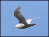 Click here to enter gallery and see photos of Glaucous Gull
