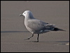 Click here to enter gallery and see photos of Grey Gull