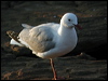 Click here to enter gallery and see photos of Hartlaub's (King) Gull