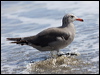 Click here to enter gallery and see photos of Heermann's Gull