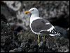 Click here to enter gallery and see photos of Kelp Gull