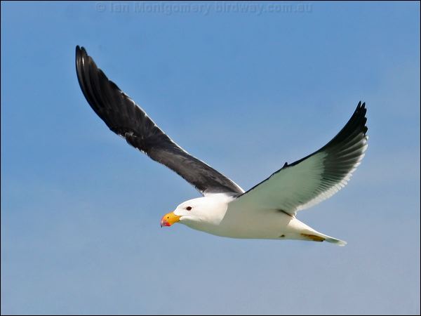 Pacific Gull pacific_gull_38394.psd