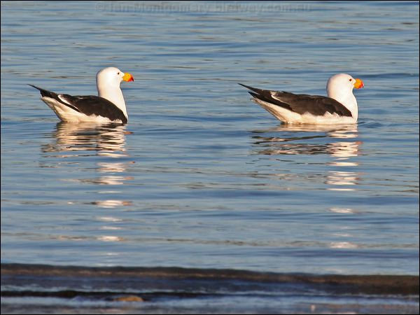 Pacific Gull pacific_gull_38452.psd