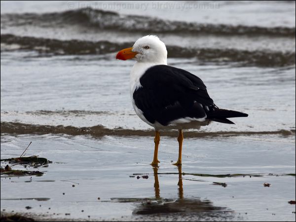 Pacific Gull pacific_gull_85657.psd