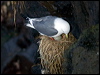 Click here to enter gallery and see photos of Red-legged Kittiwake