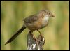 Click here to enter gallery and see photos of Common Babbler