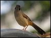 Click here to enter gallery and see photos of Masked Laughingthrush
