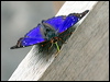 Click here to enter gallery and see photos/pictures/images of Agathina Emperor