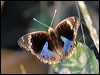Click here to enter gallery and see photos/pictures/images of Blue Argus