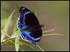 Click here to enter gallery and see photos/pictures/images of Blue-banded Eggfly