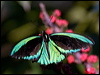 Click here to enter gallery and see photos/pictures/images of Cairns Birdwing