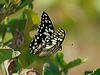 Click here to enter Chequered Swallowtail photo gallery