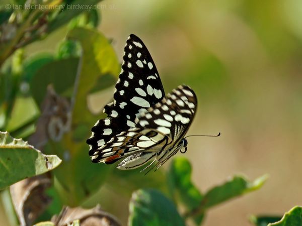 Chequered Swallowtail chequer_swallowtail_314950.psd