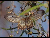 Click here to enter gallery and see photos/pictures/images of Clearwing Swallowtail